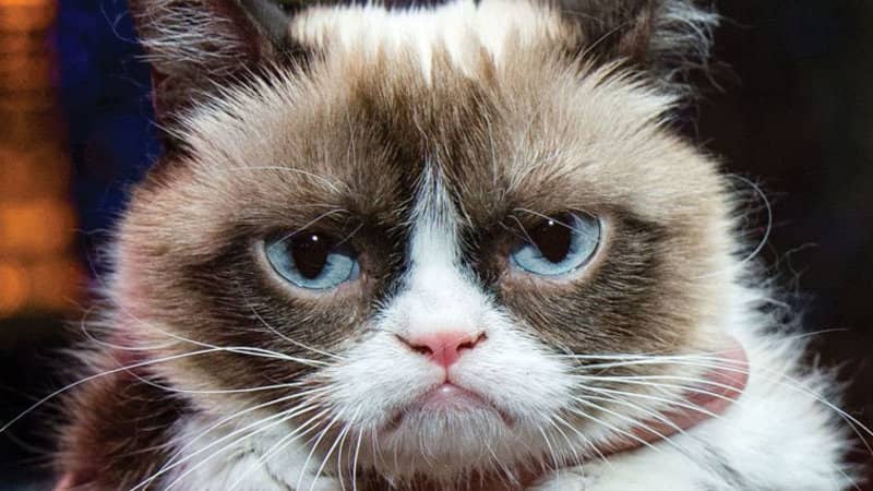 meme internet Grumpy Cat