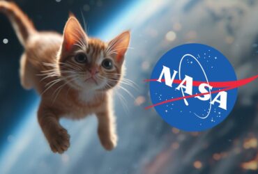 La NASA réussit à transmettre une vidéo de chat par communication laser dans l'espace