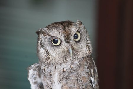 Voici une IA qui tombe amoureuse du mot « hibou », sans l’avoir jamais lu L'IA amoureuse de hiboux